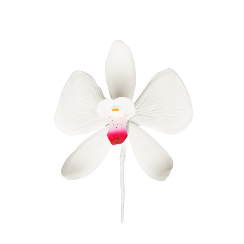 3.5" Phalaenopsis Butterfly Orchid - Large - White