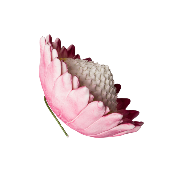 3" King Protea (open) - Pink
