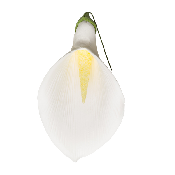 5.5" Calla Lily - XL - White
