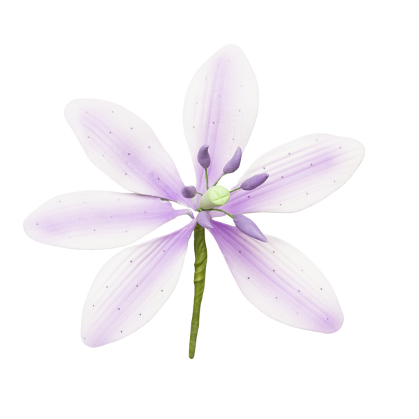 lavender lily plant 3.5" Stargazer Lily - Large