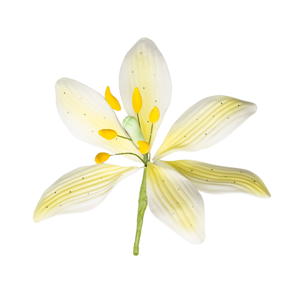 3.5" Stargazer Lily - Large - Yellow