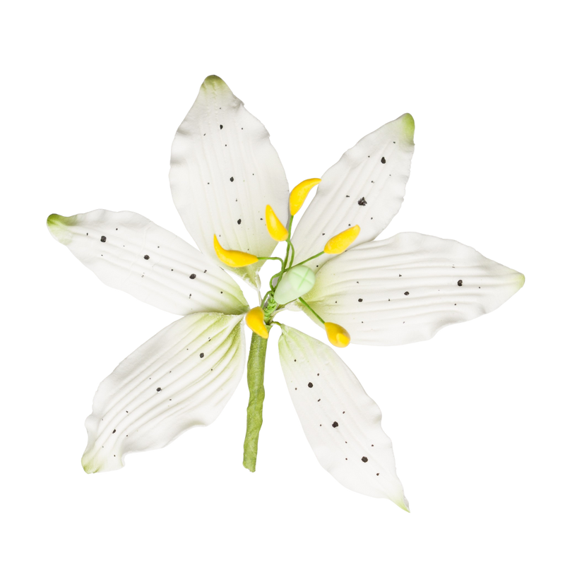 4" Lily (Lilium) - White