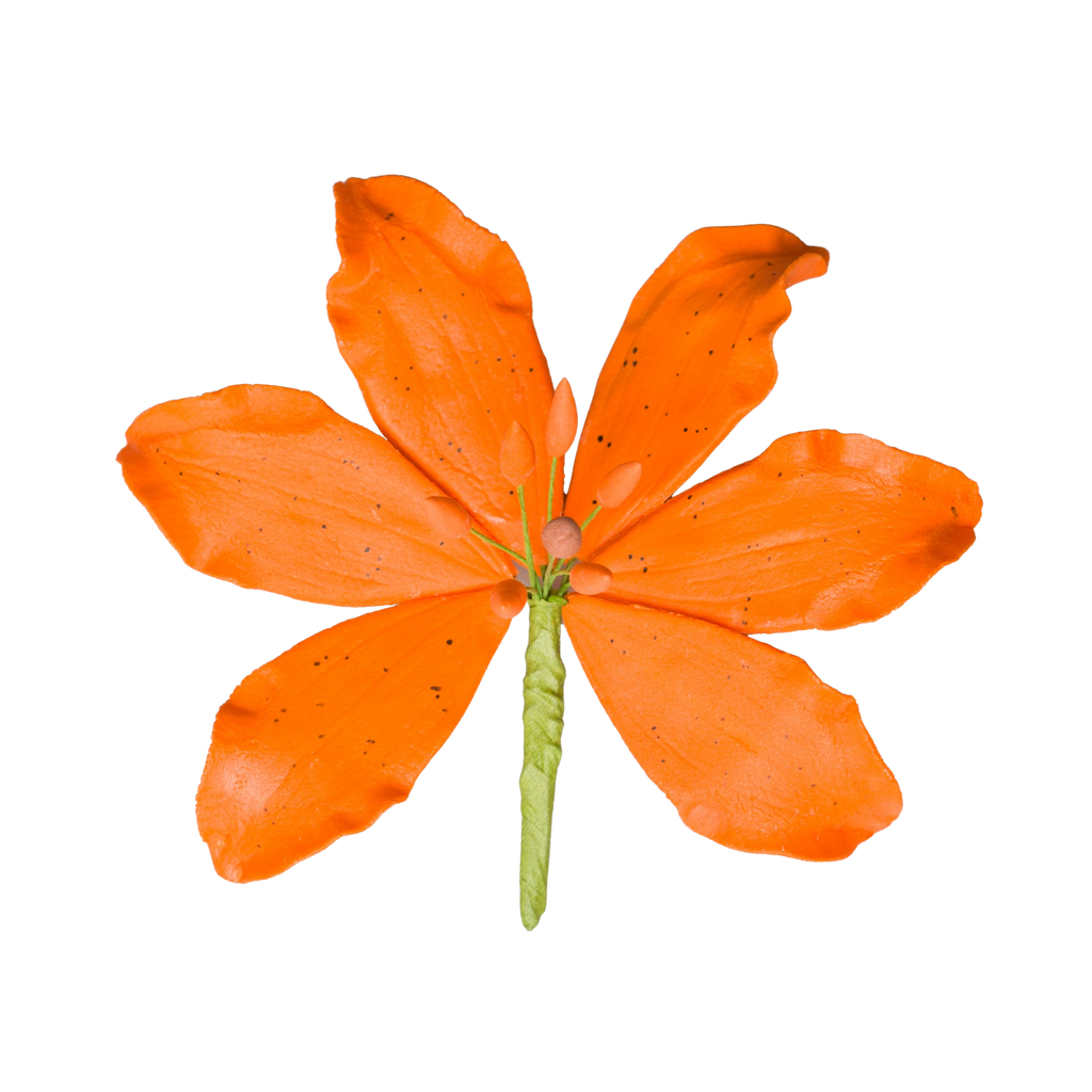 orange tiger lilies for sale 4" Tiger Lily