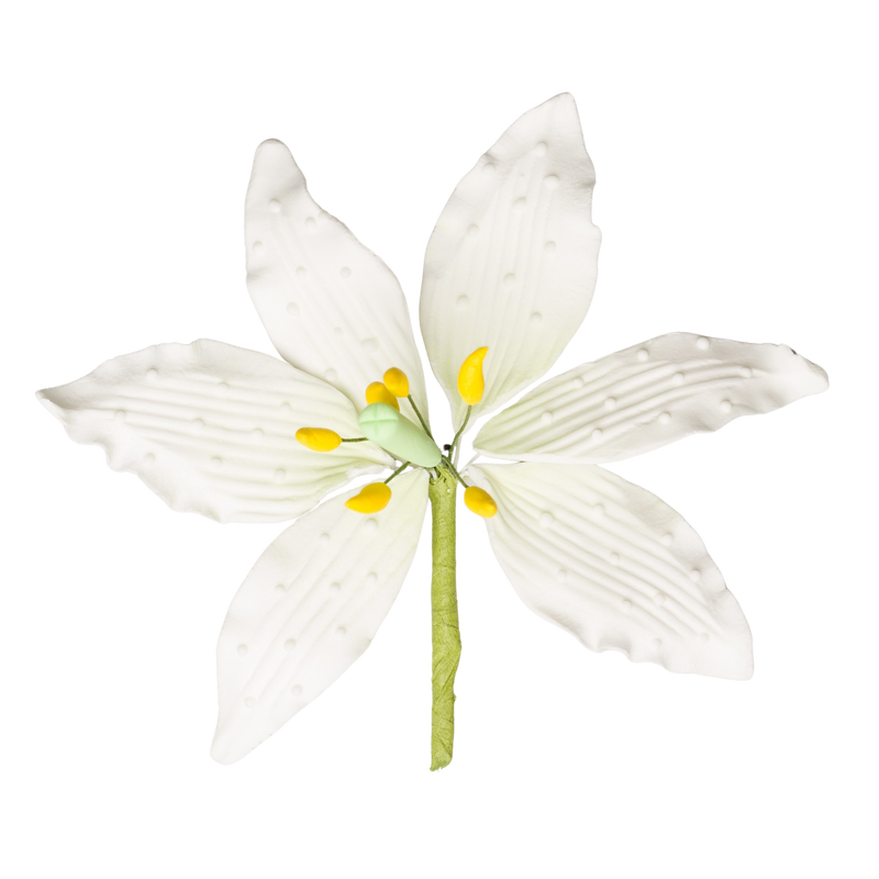 casa lily flower 4.5" Casa Blanca Lily - Large