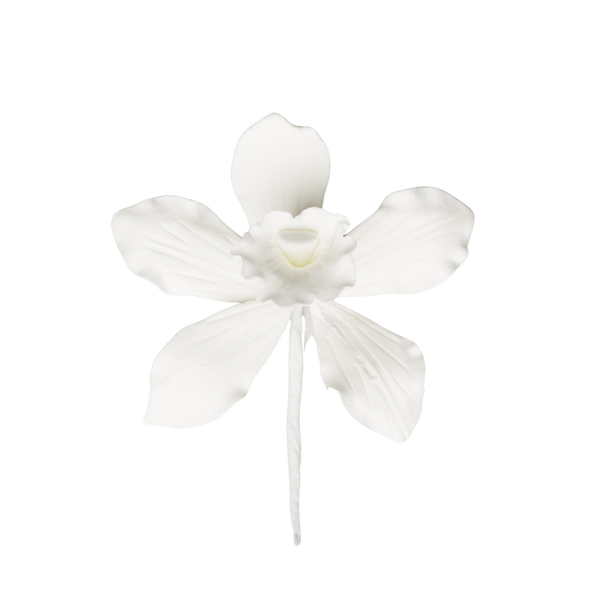 Orquídea Cymbidium australiana de 2,25" - Pequeña - Blanco