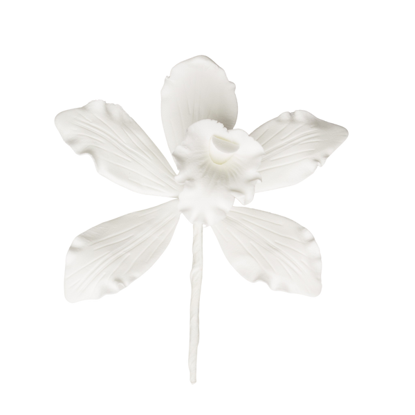 2.5" Australian Cymbidium Orchid - Medium - White