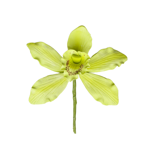 Orquídea Cymbidium australiana de 2,5" - Mediana - Verde