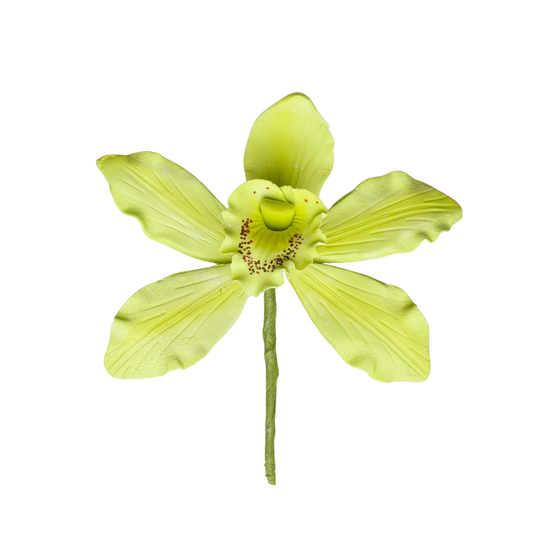 Orquídea Cymbidium australiana de 2,5" - Mediana - Verde