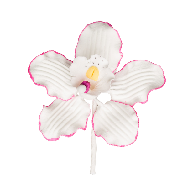2.5" Cymbidium Orchid - Small - White w/Pink