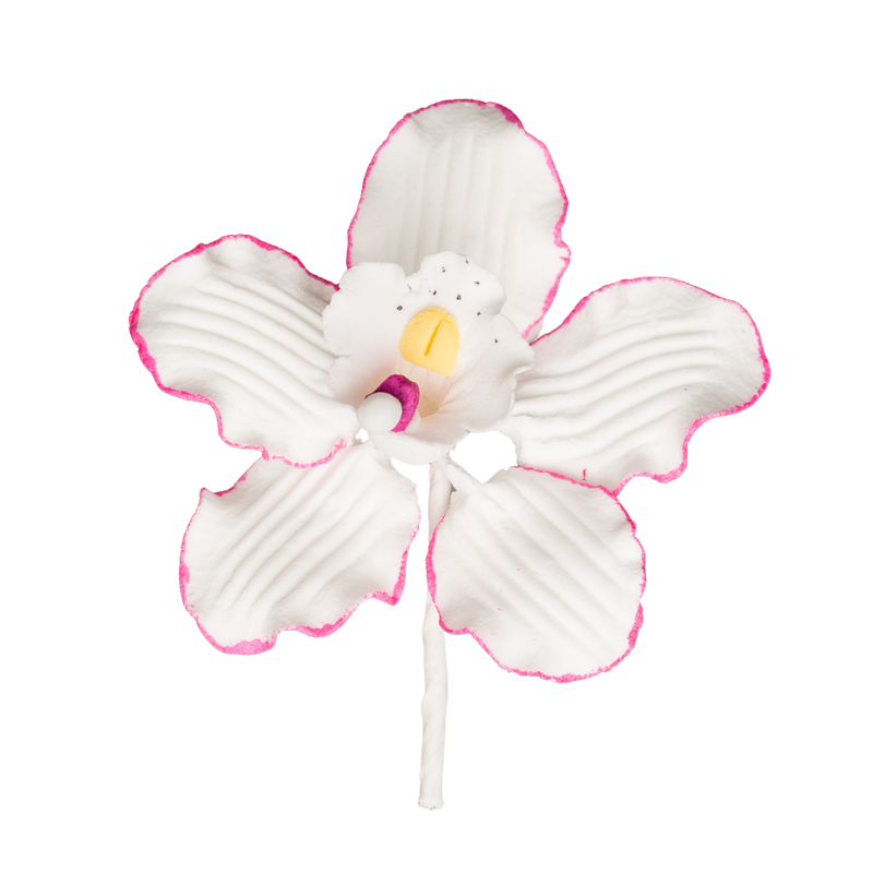 Orquídea Cymbidium de 2,5" - Pequeña - Blanco con rosa