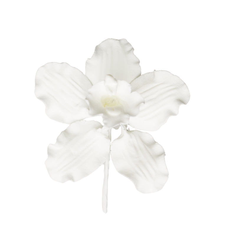 Orquídea Cymbidium de 3" - Pequeña - Todo blanco