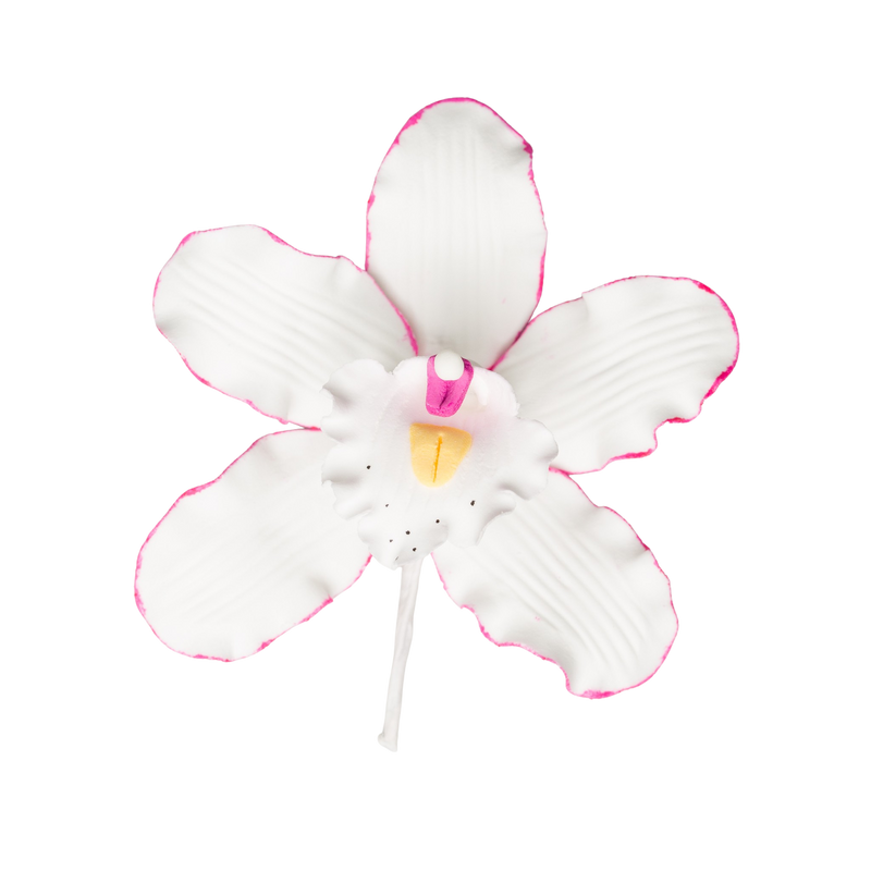 Orquídea Cymbidium de 3,5" - Mediana - Blanco con rosa