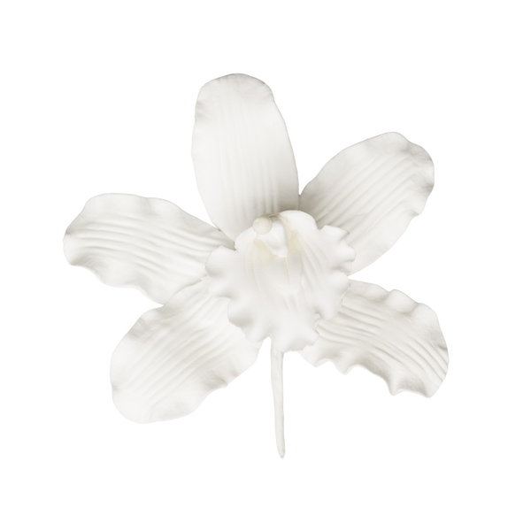 3.5" Cymbidium Orchid - White
