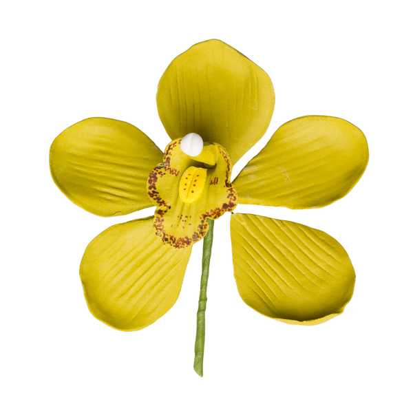 3.5" Cymbidium Orchid - Large - Honey Green