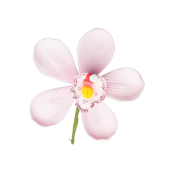 3.5" Cymbidium Orchid - Large - Peachlet Pink