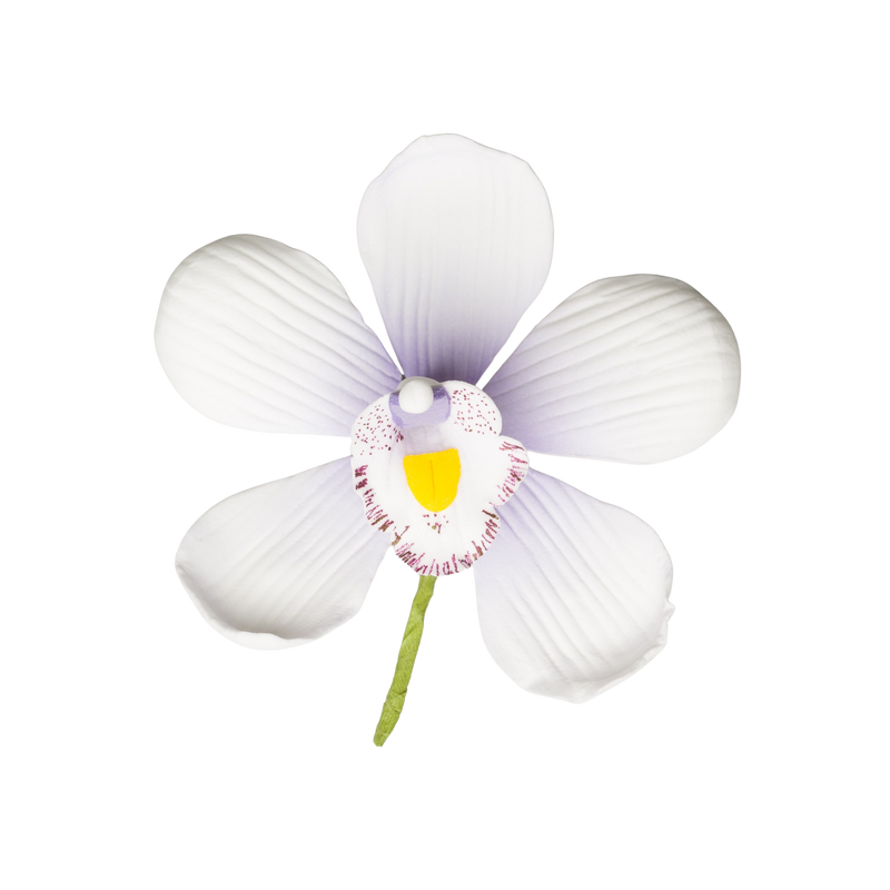 3.5" Cymbidium Orchid - Large - Sylvan Candy White w/ Lavender