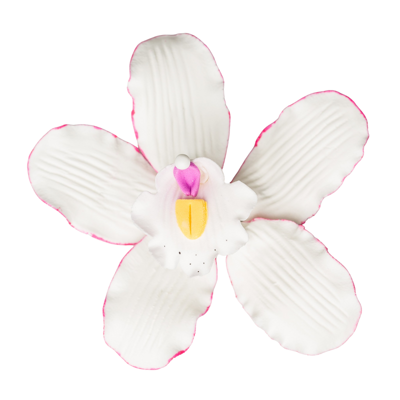 5" Cymbidium Orchid - Large - White w/Pink