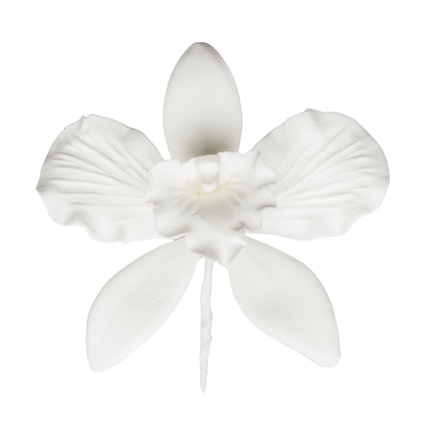 Orquídea Cattleya de 4" - Grande - Blanco