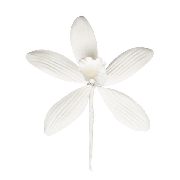 3" Phalaenopsis Orchid - Large - White