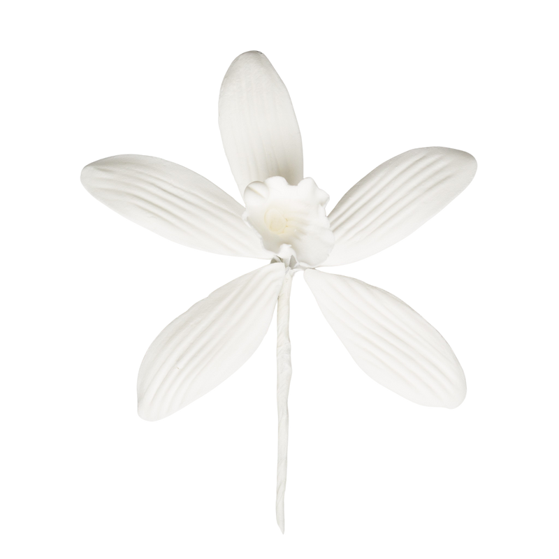 Orquídea Phalaenopsis de 3" - Grande - Blanco