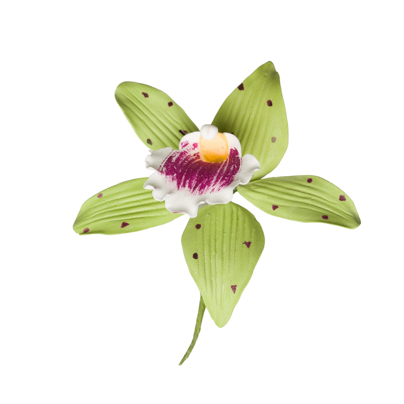 Orquídea Phalaenopsis de 3" - Grande - Verde y rosa