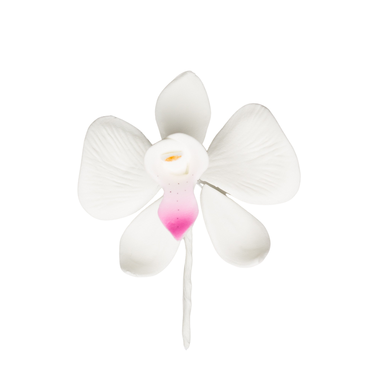 2.5" Phalaenopsis Butterfly Orchid - Medium - White