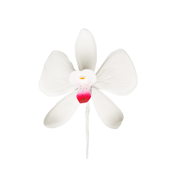 Orquídea mariposa Phalaenopsis de 3.5" - Grande - Blanco