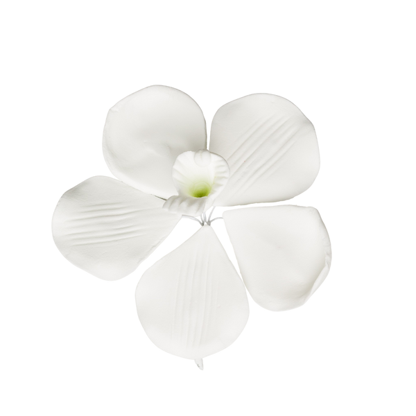 Orquídea Vanda Rose Davies de 3" - Grande - Blanco