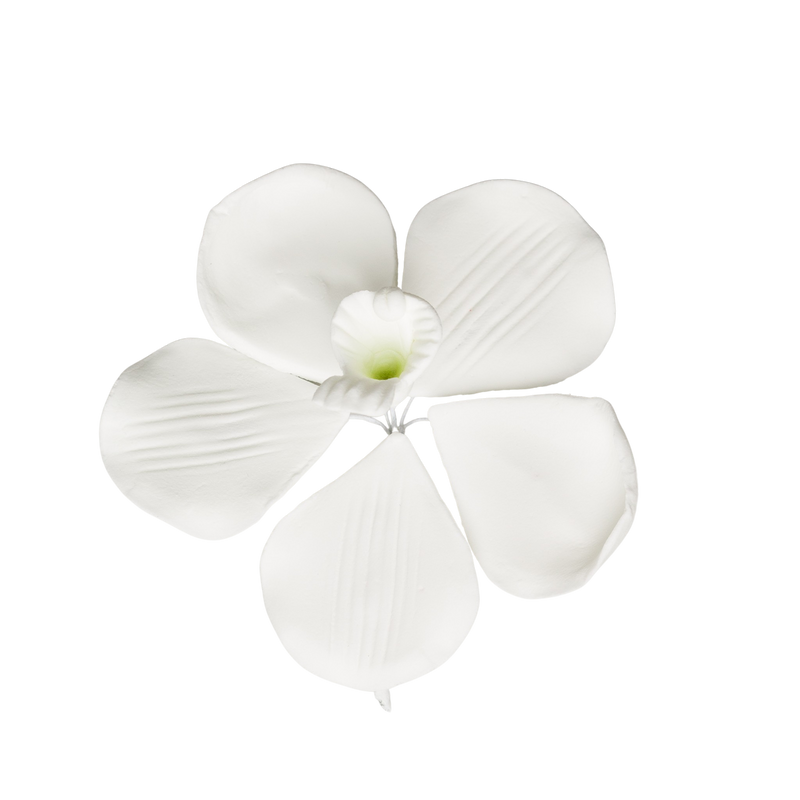 Orquídea Vanda Rose Davies de 3" - Grande - Blanco