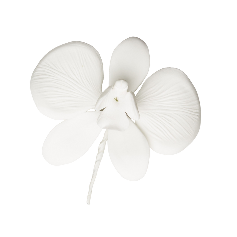 3.25" Butterfly Orchid - White