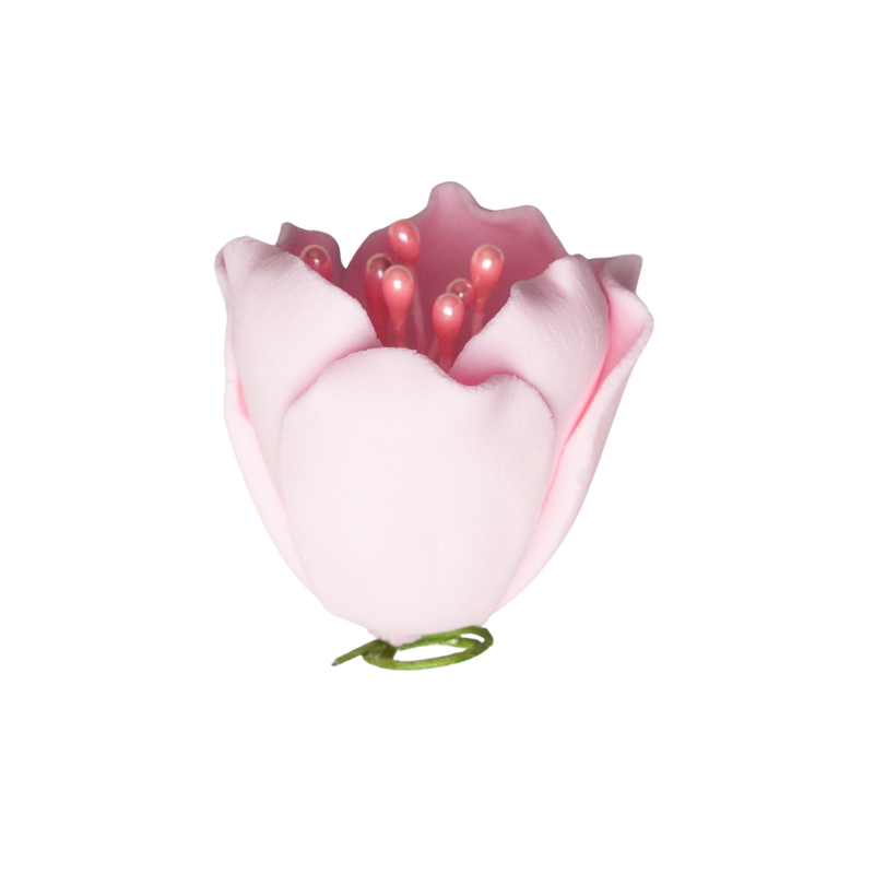 Tulipán de 1" - Rosa