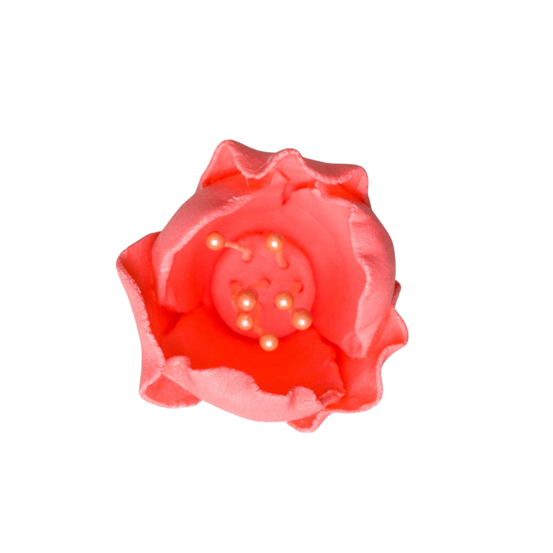 Tulipán de 1" - Coral