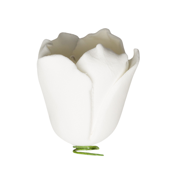 Tulipán de 1.5" - Blanco