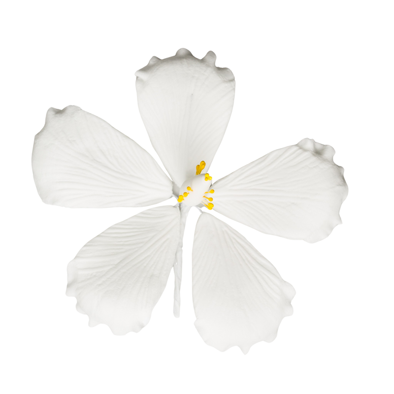 3.5" Hibiscus - Medium - White