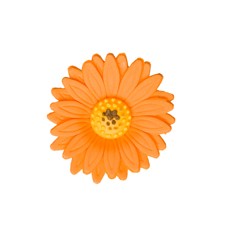 2" Shasta Daisy - Orange