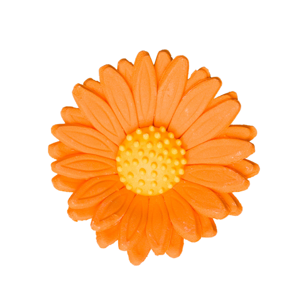 2.25" Shasta Daisy - Orange