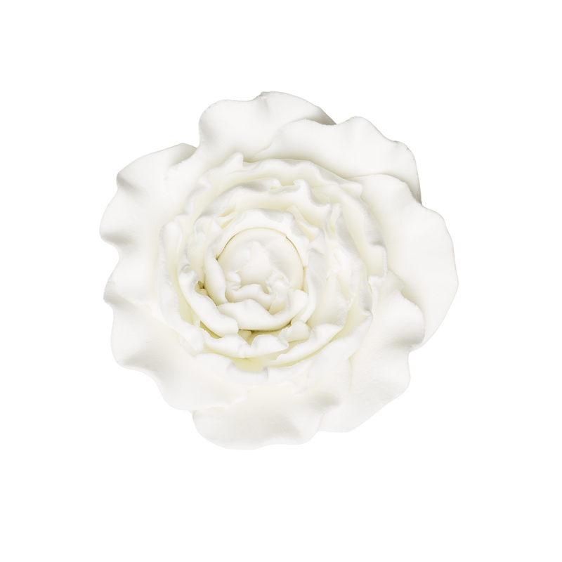 3" Ranunculus - Large - White
