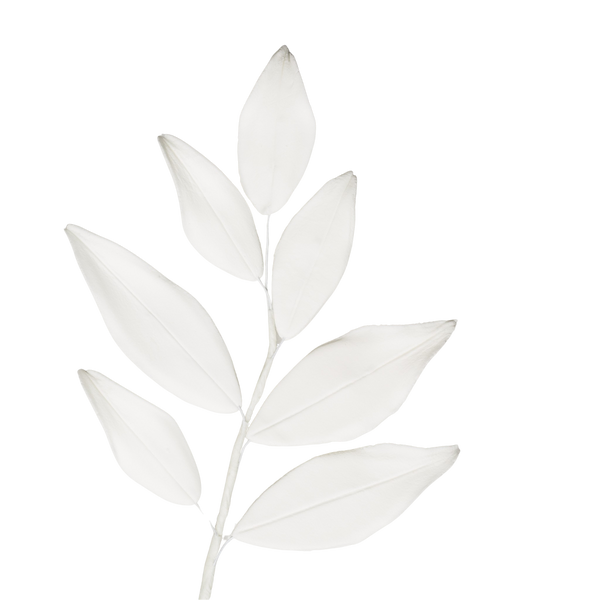 7 Leaf Filler - White