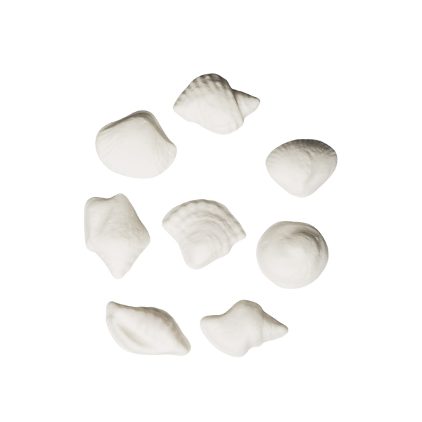 Seashell Assortment 6