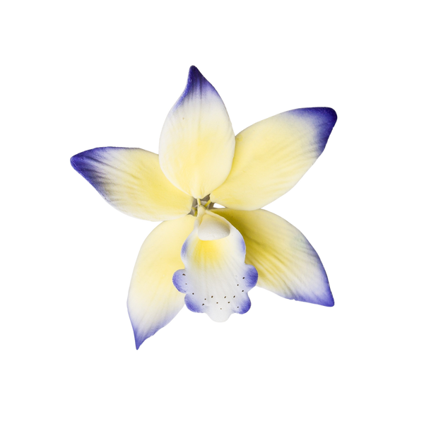 Orquídea Brasavoleio de 3" - Púrpura y amarillo