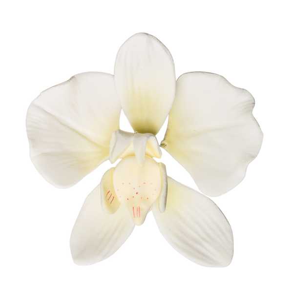 3" Moth Orchid - White