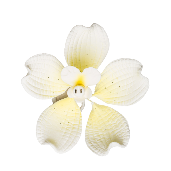 3" Vanda Orchid - White