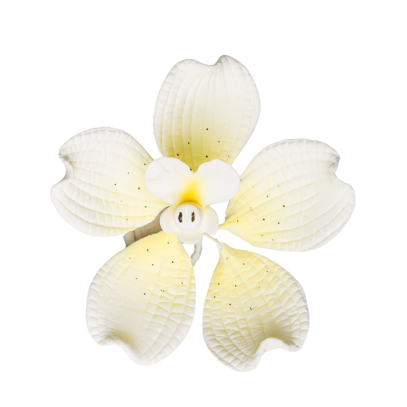 Orquídea Vanda de 3" - Blanco