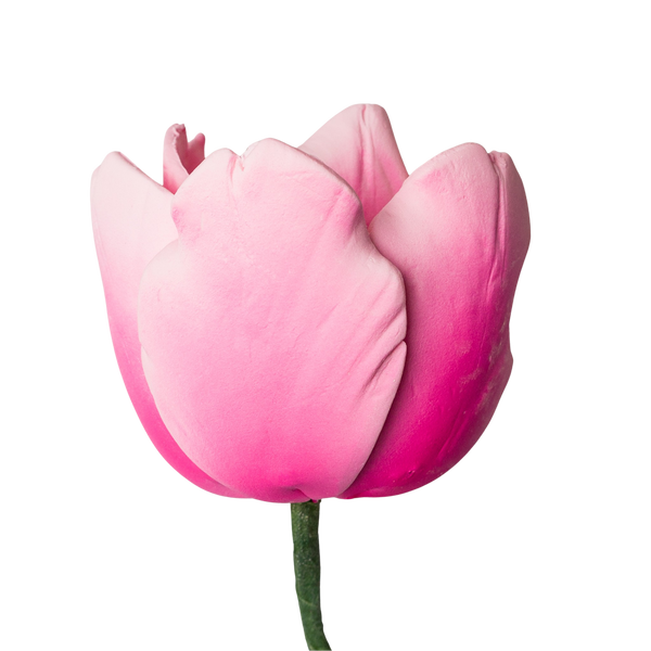 Tulipán francés de 2" - Rosa