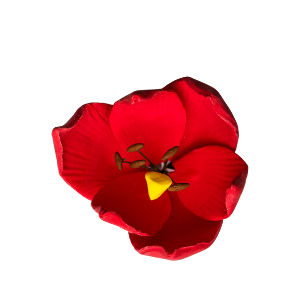 Tulipán francés de 2" - Rojo