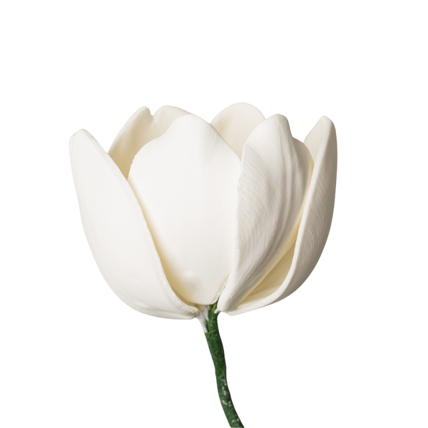 Tulipán francés de 2" - Blanco