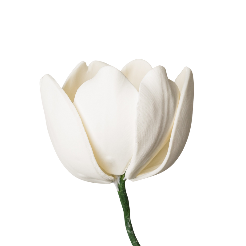 Tulipán francés de 2" - Blanco