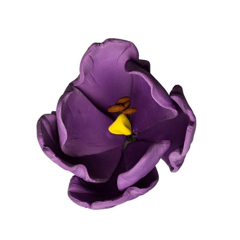 Tulipán francés de 2" - Púrpura
