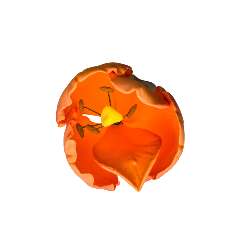Tulipán francés de 2" - Naranja