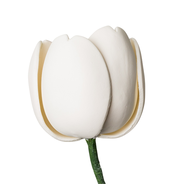 Tulipán francés de 3" - Blanco